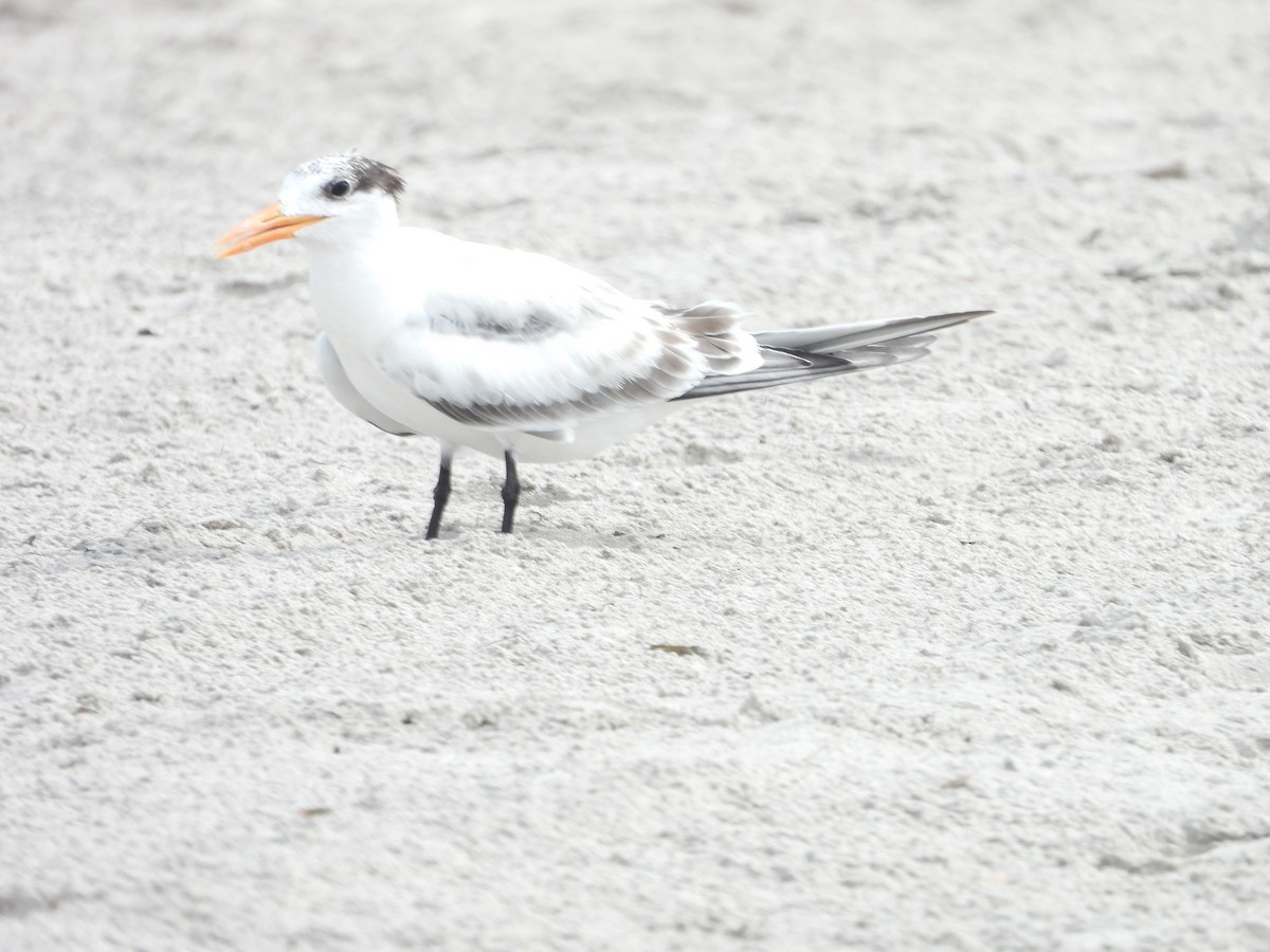 Royal Tern - ML627924841