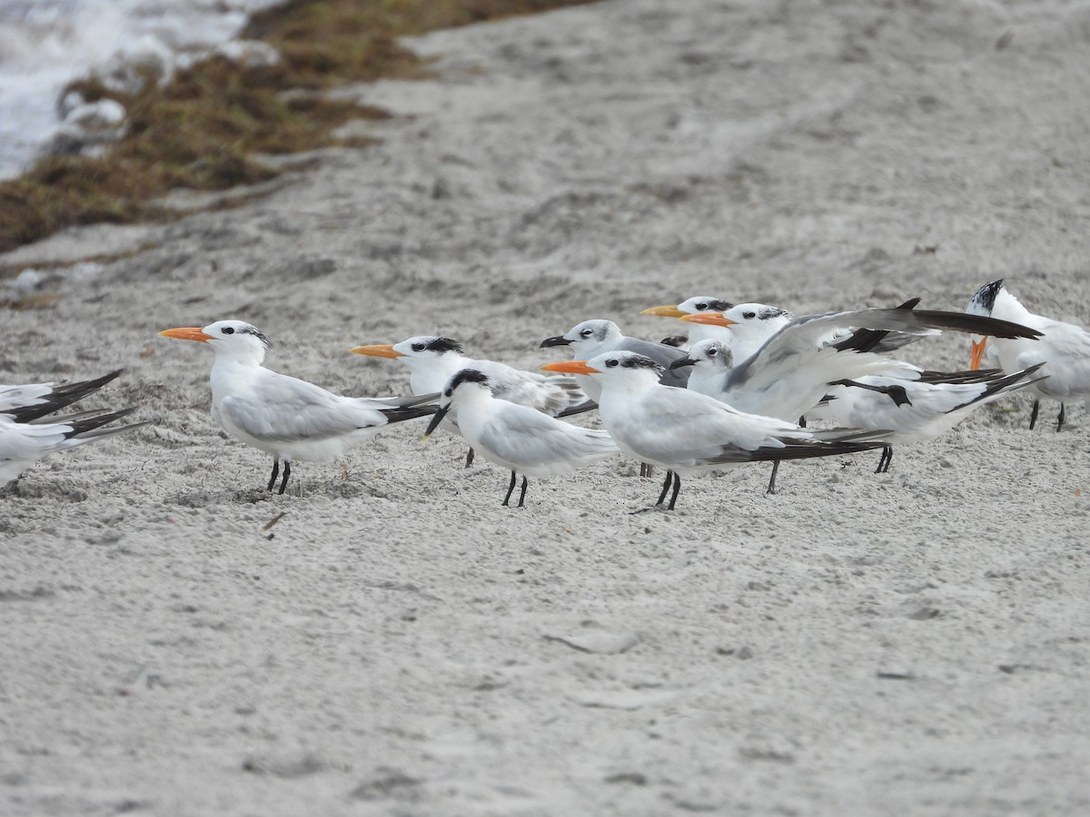 Royal Tern - ML627924842