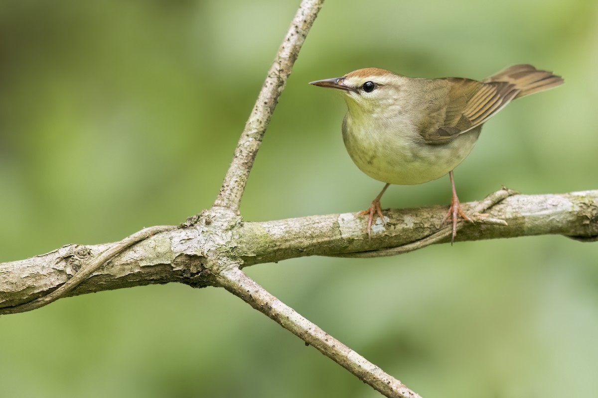 Swainson's Warbler - ML627924877