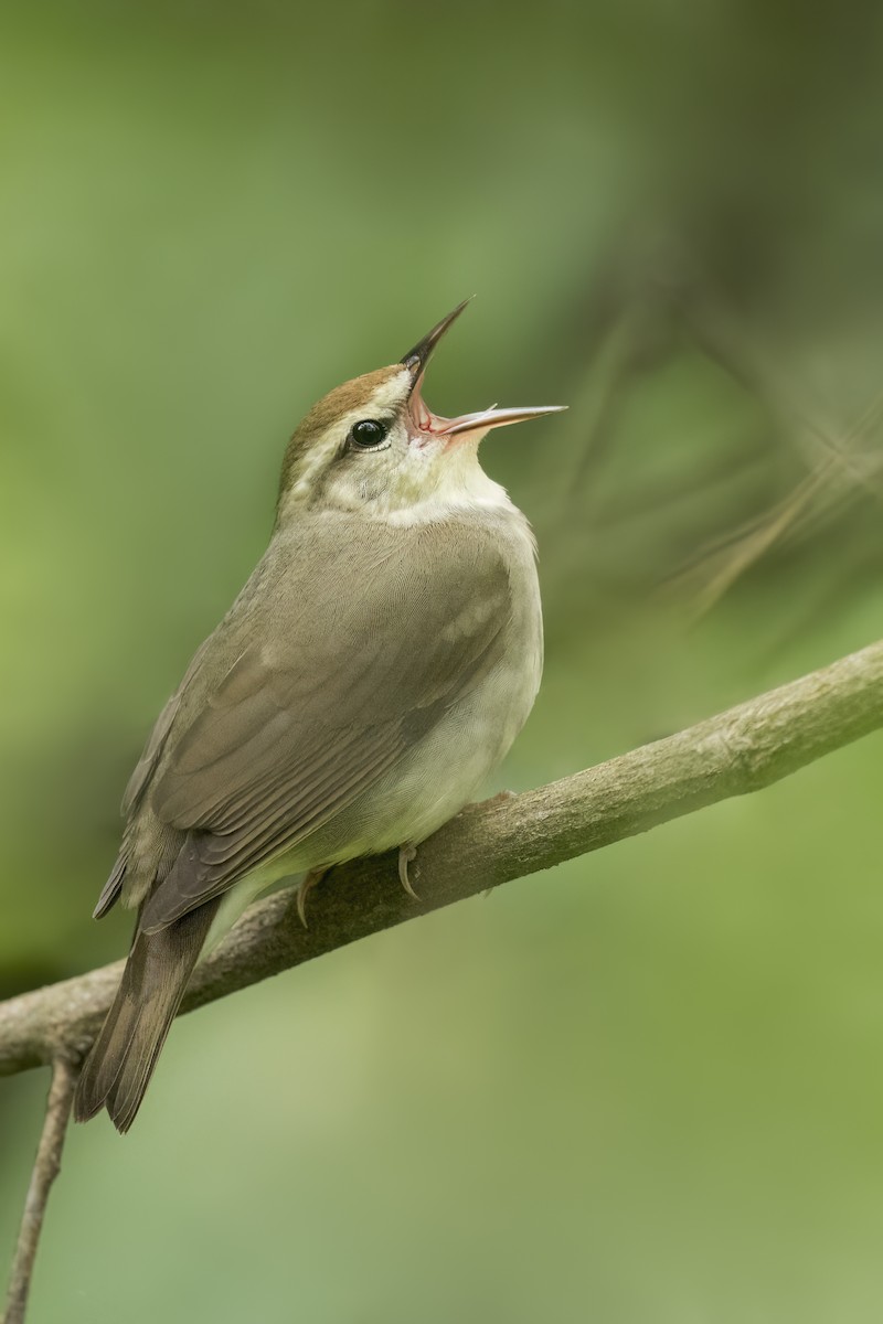 Swainson's Warbler - ML627924903