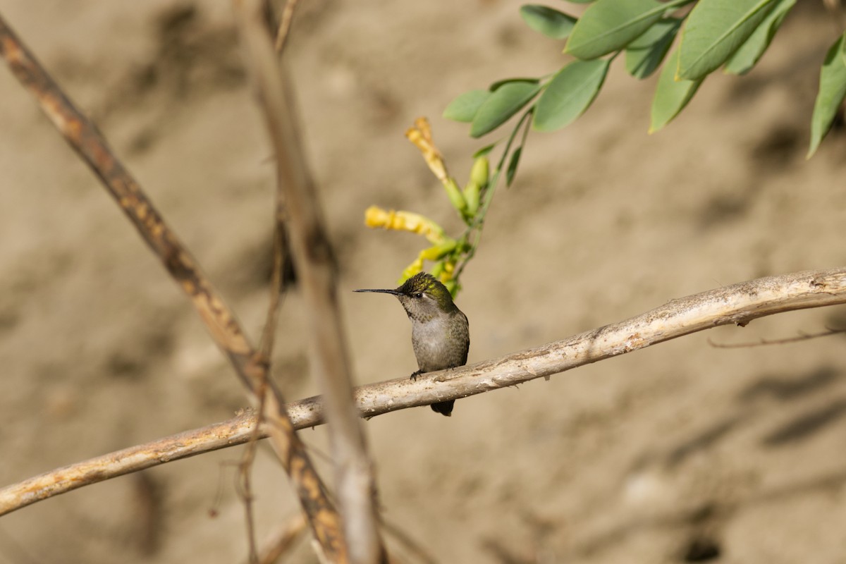 Anna's Hummingbird - ML627924934