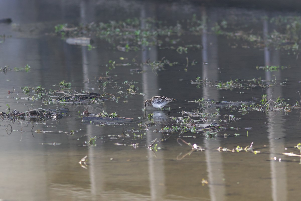 Wilson's Snipe - ML627924954