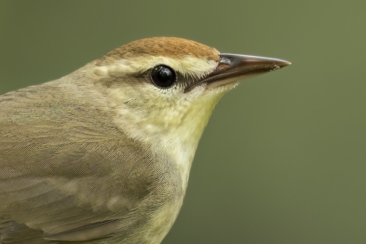 Swainson's Warbler - ML627924955