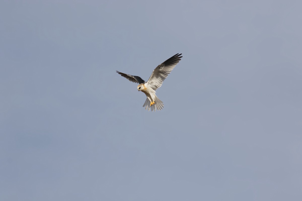 White-tailed Kite - ML627924957