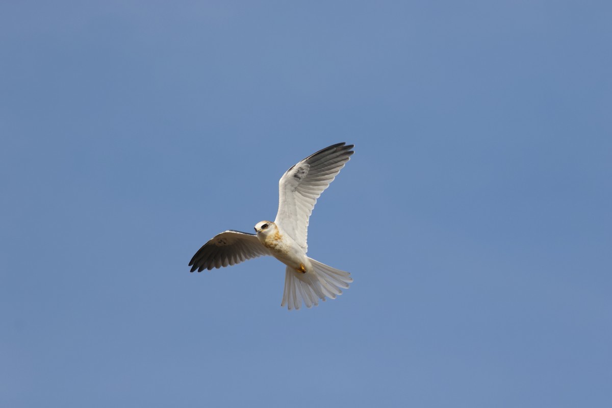 White-tailed Kite - ML627924958