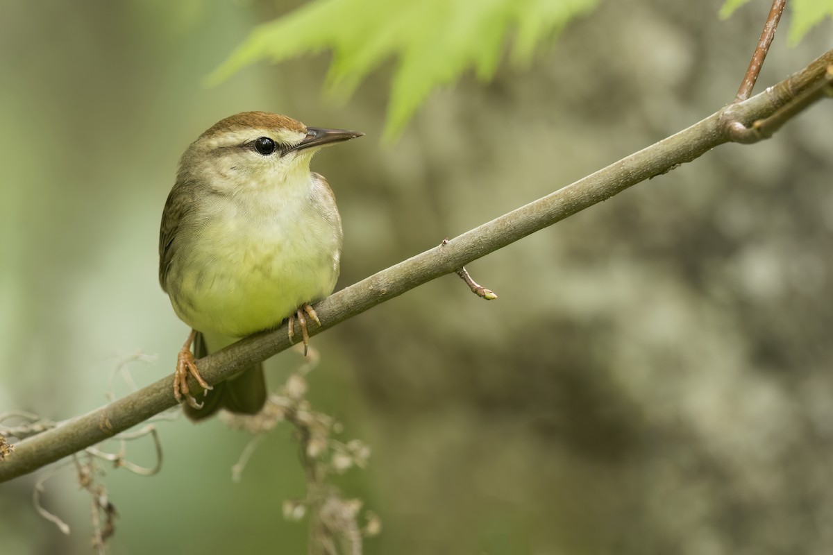 Swainson's Warbler - ML627924970