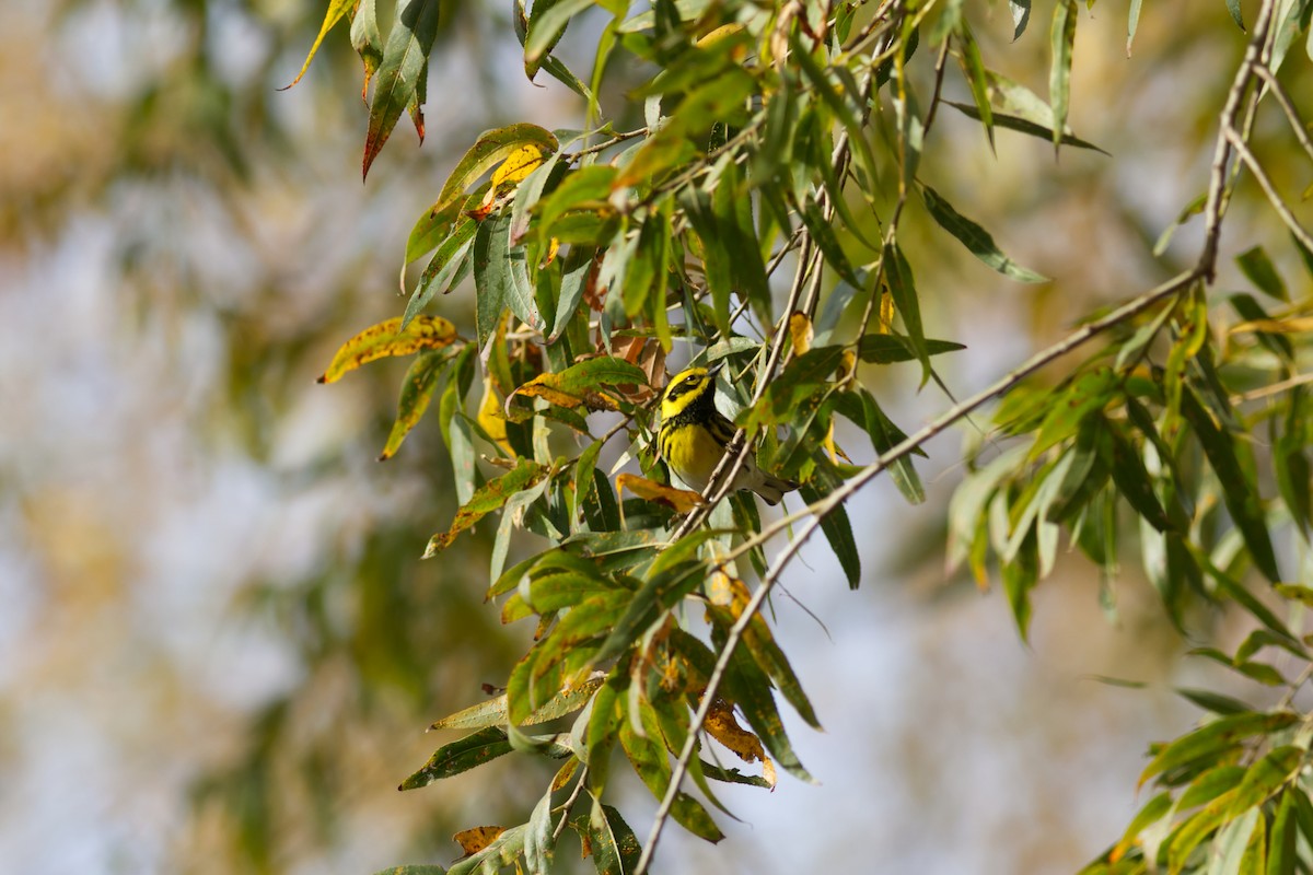 Townsend's Warbler - ML627924986