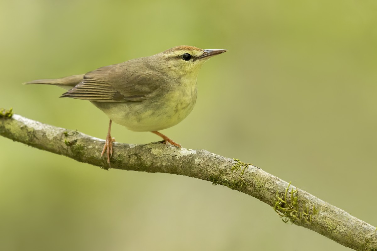 Swainson's Warbler - ML627924993