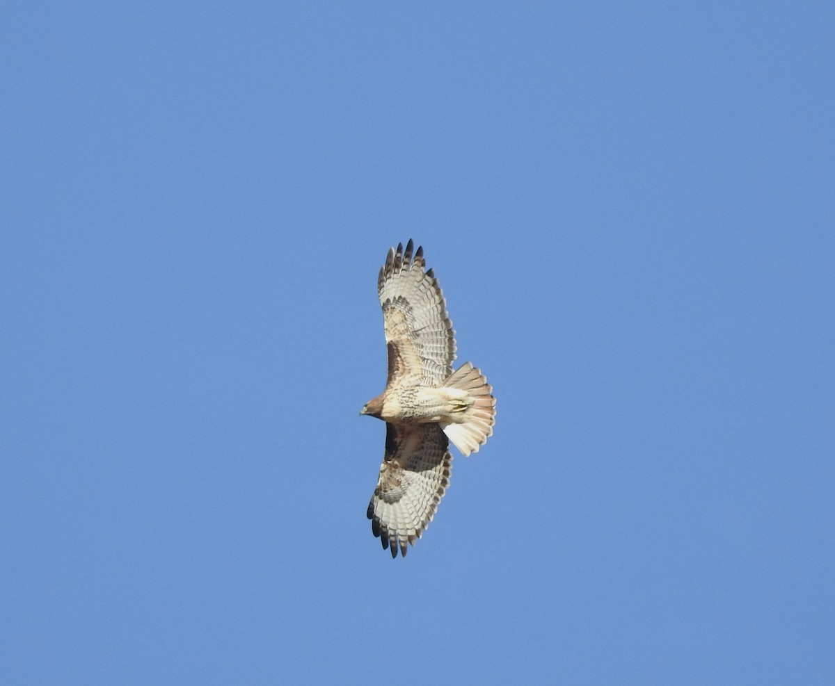Red-tailed Hawk - ML627925034