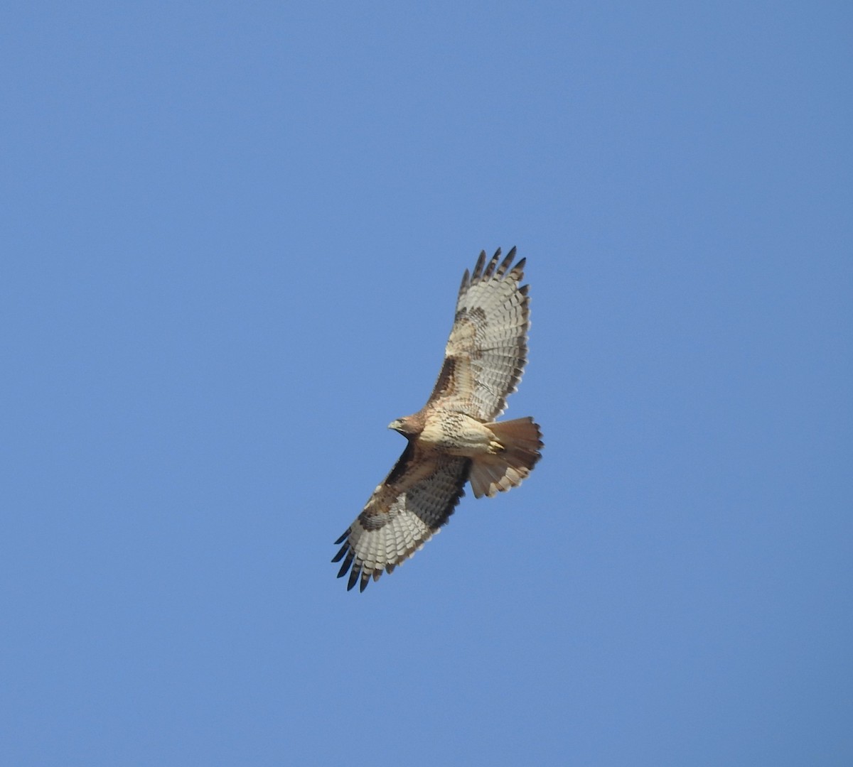Red-tailed Hawk - ML627925035