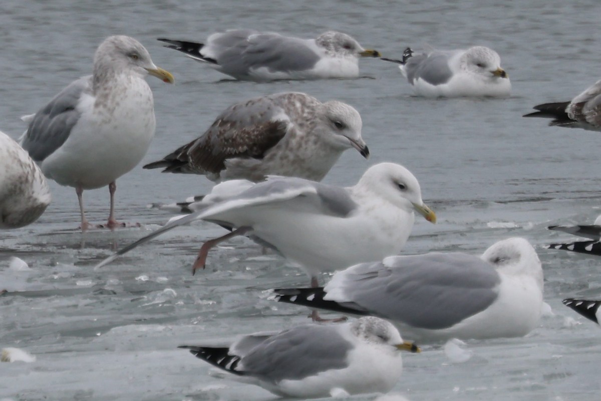 Iceland Gull (Thayer's) - ML627925049