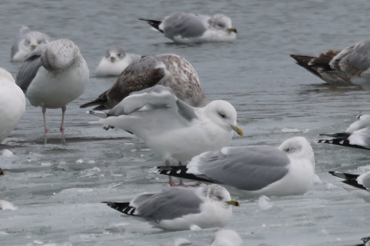 Iceland Gull (Thayer's) - ML627925050
