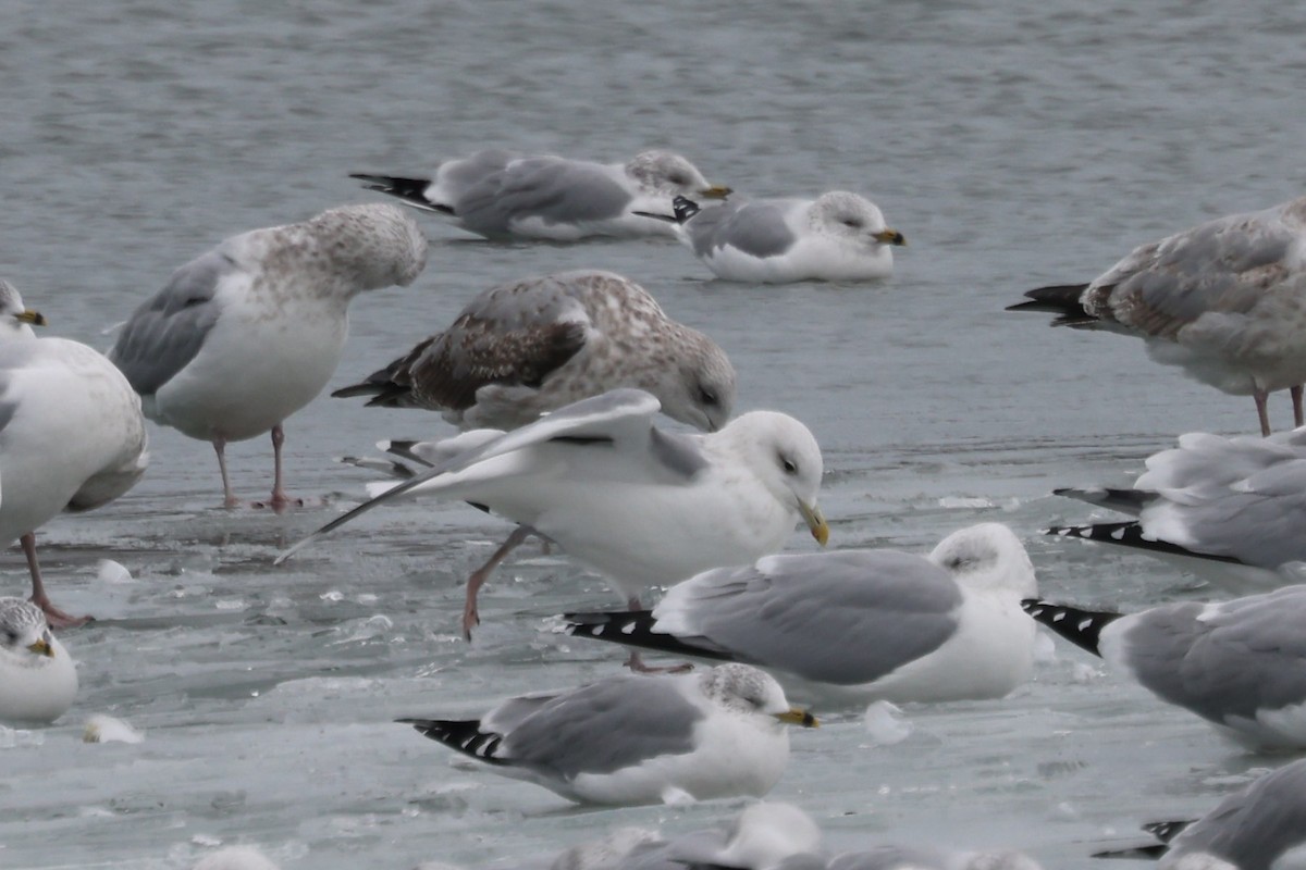 Iceland Gull (Thayer's) - ML627925051