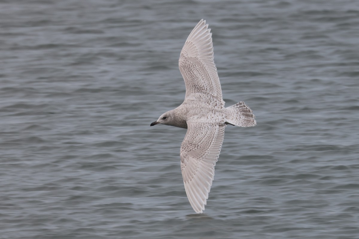 Iceland Gull - ML627925106