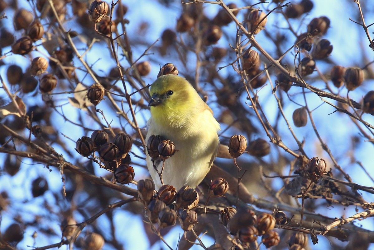 American Goldfinch - ML627925130