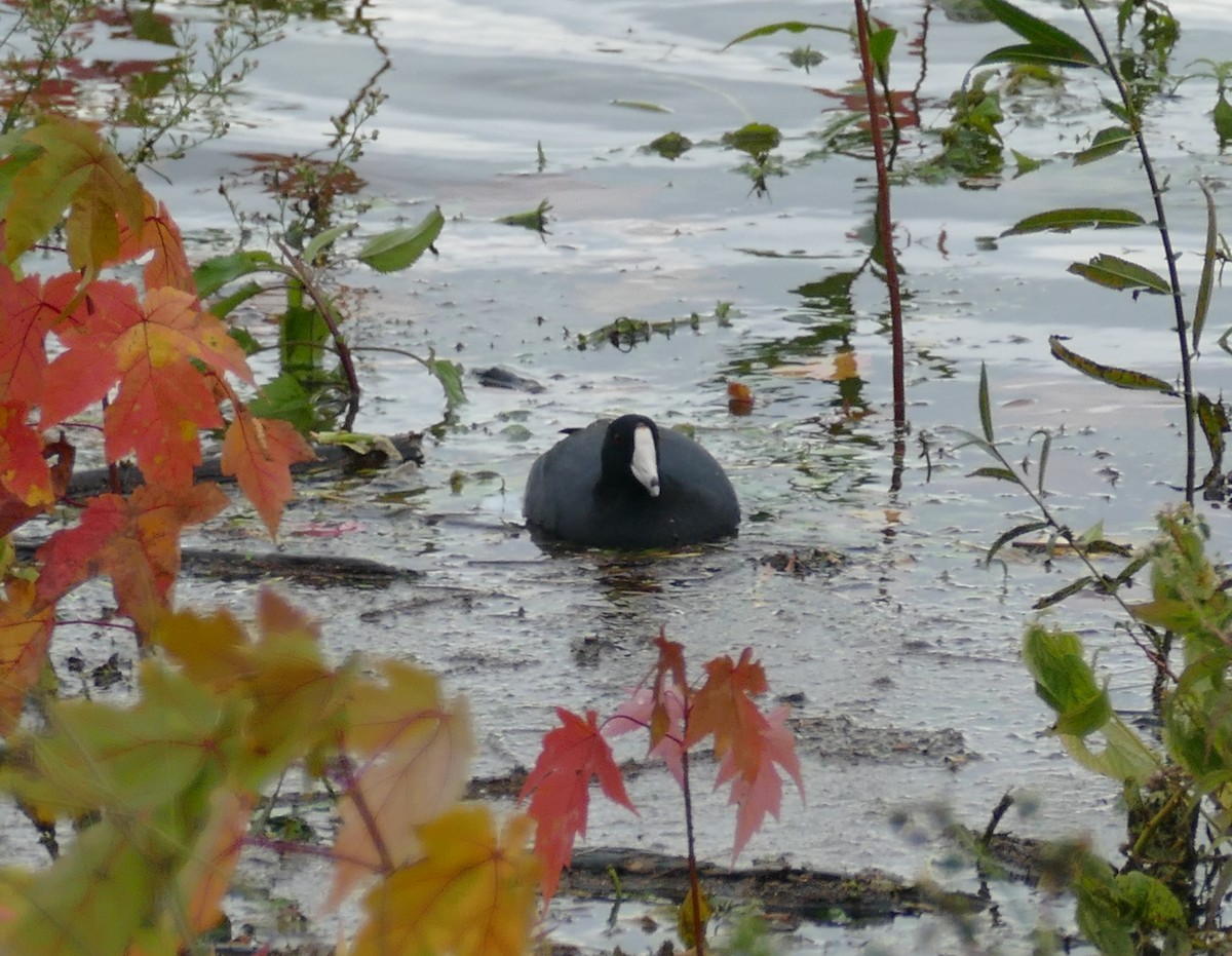 American Coot - ML627925142
