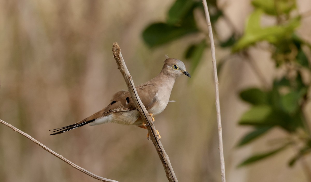 Long-tailed Ground Dove - ML627925386
