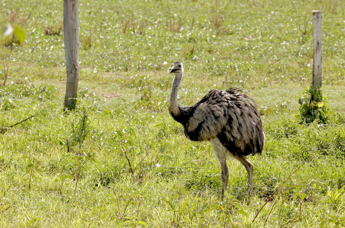 Greater Rhea - ML627925545