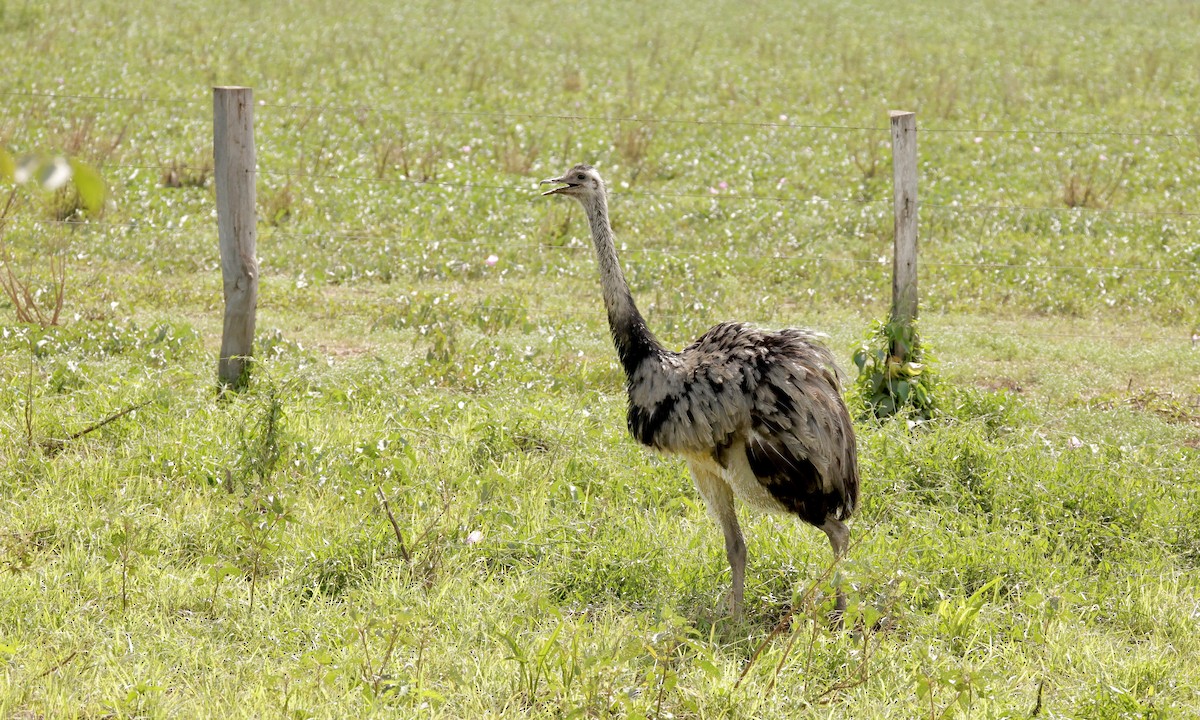 Greater Rhea - ML627925546