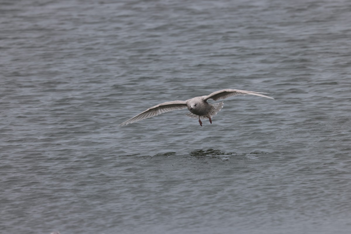 Iceland Gull - ML627925699