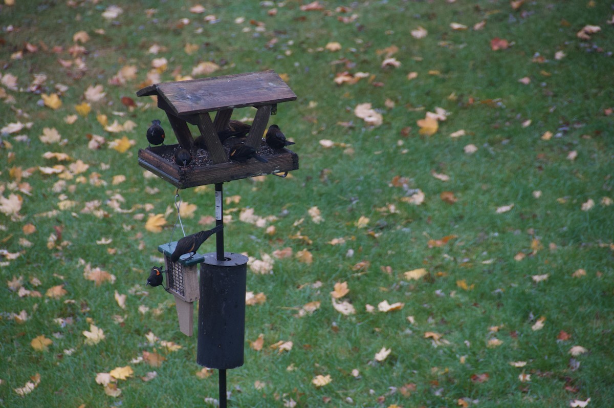 Red-winged Blackbird - ML627925764