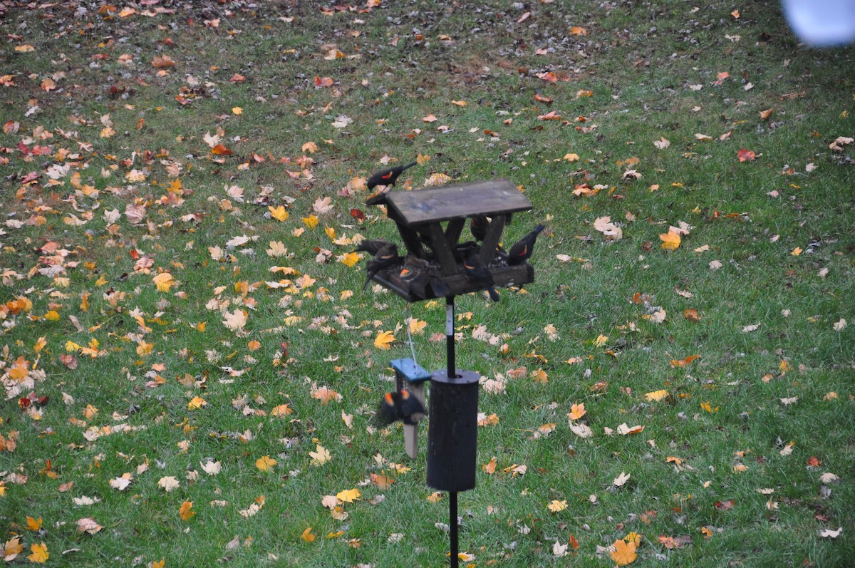 Red-winged Blackbird - ML627925765