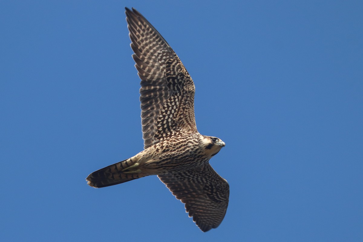 Halcón Peregrino - ML627925802