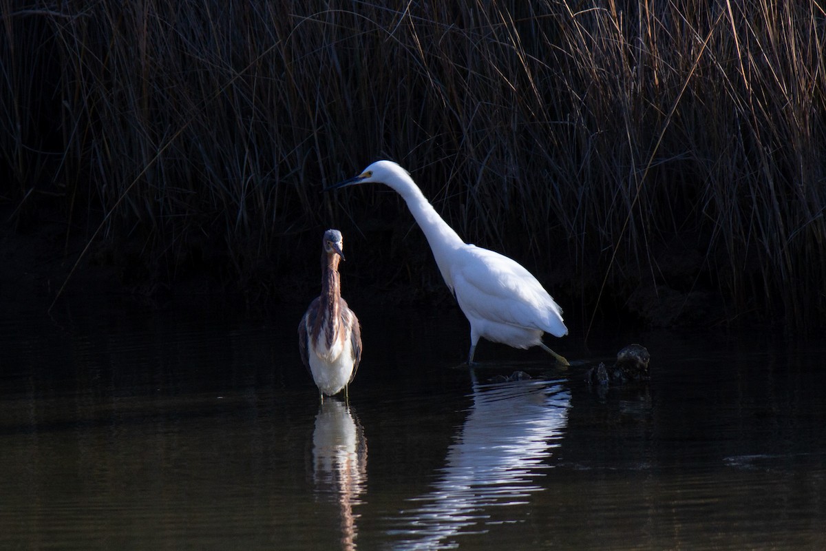 Tricolored Heron - ML627925803