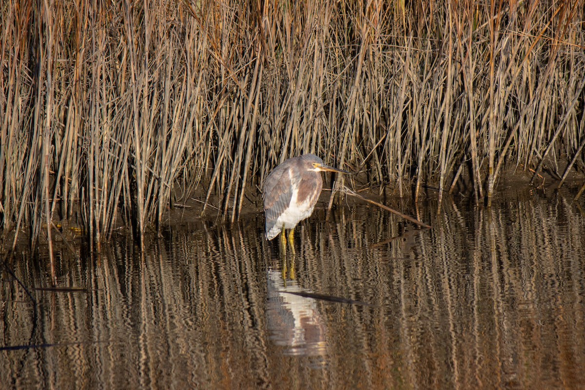 Tricolored Heron - ML627925804