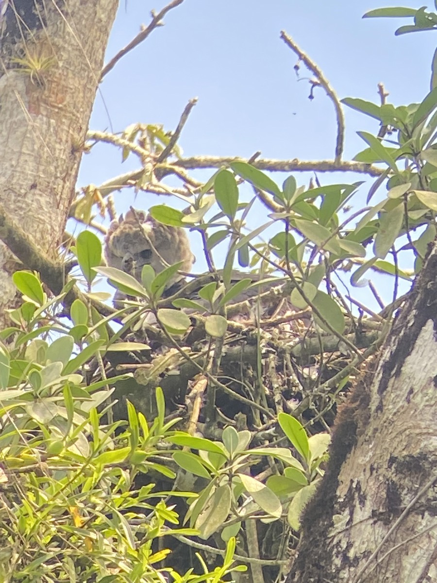 Harpy Eagle - ML627925807