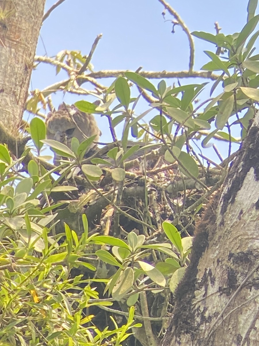 Harpy Eagle - ML627925808