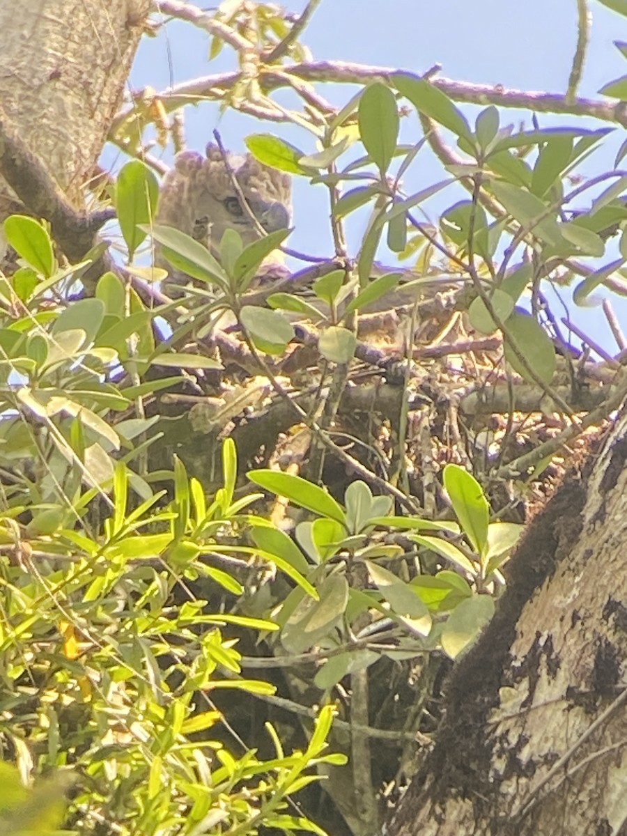 Harpy Eagle - ML627925809