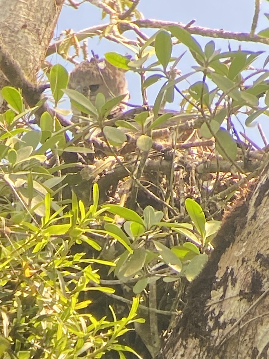Harpy Eagle - ML627925810