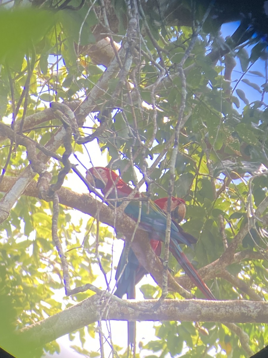 Red-and-green Macaw - ML627925830