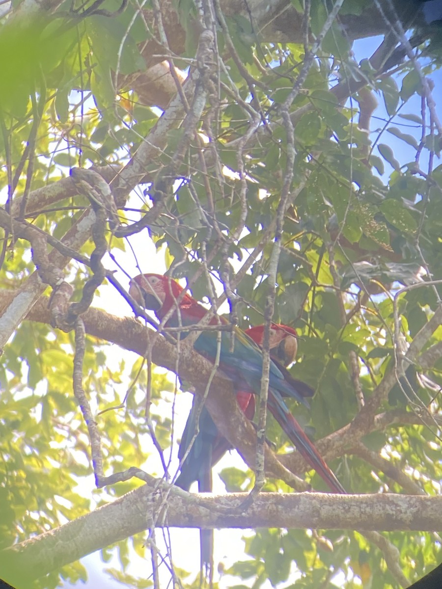 Red-and-green Macaw - ML627925831