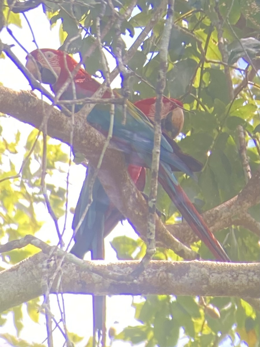 Red-and-green Macaw - ML627925832