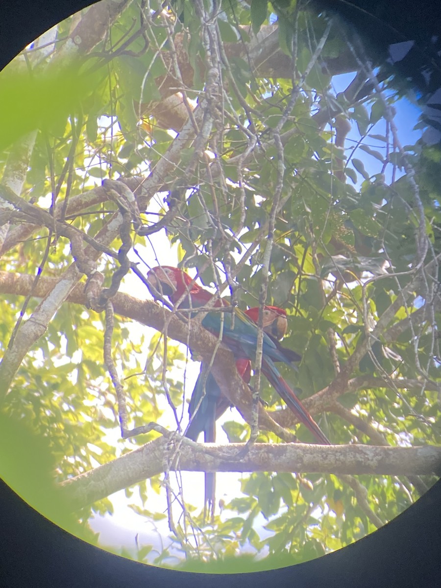 Red-and-green Macaw - ML627925833