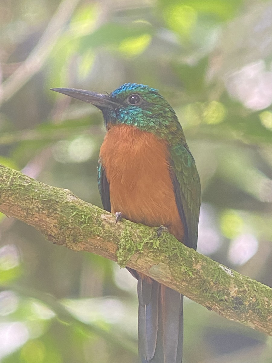 Great Jacamar - ML627925964