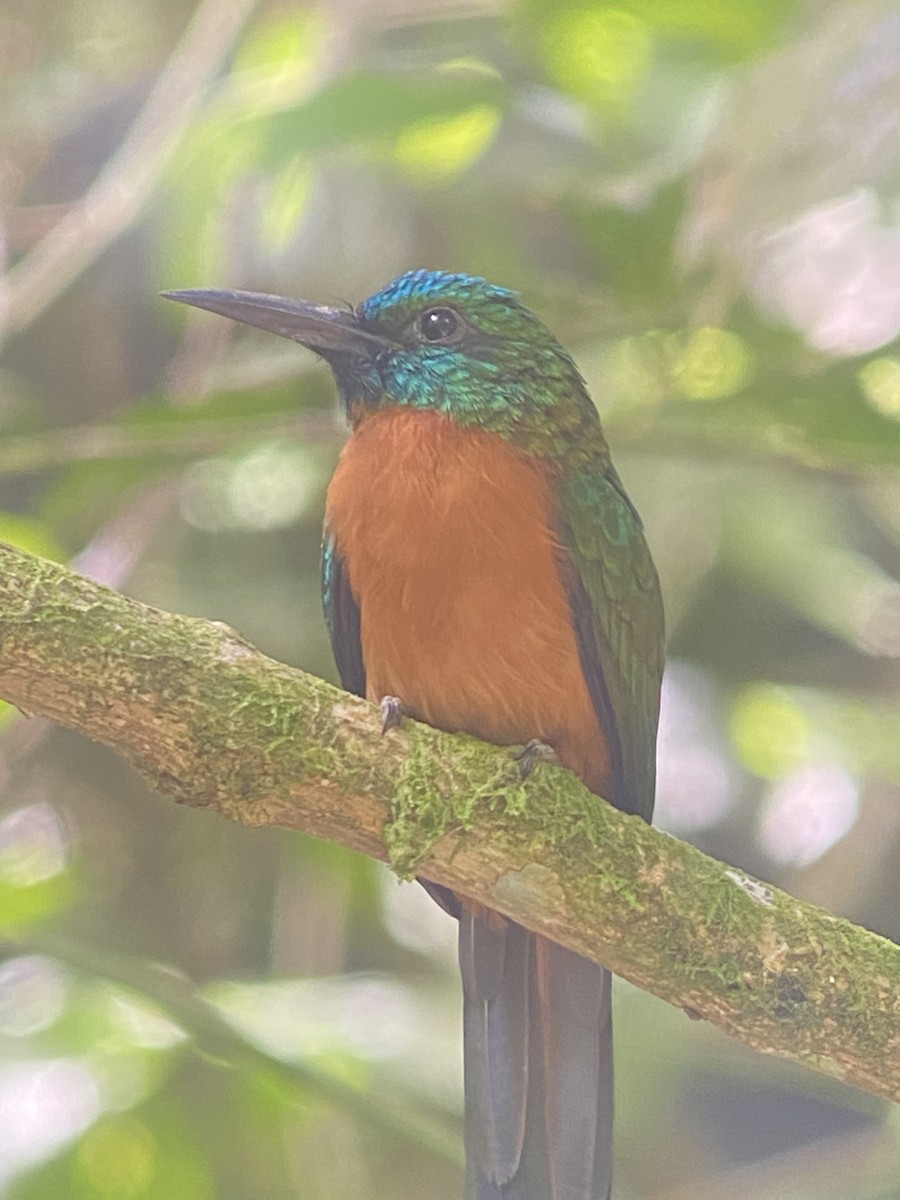 Great Jacamar - ML627925965