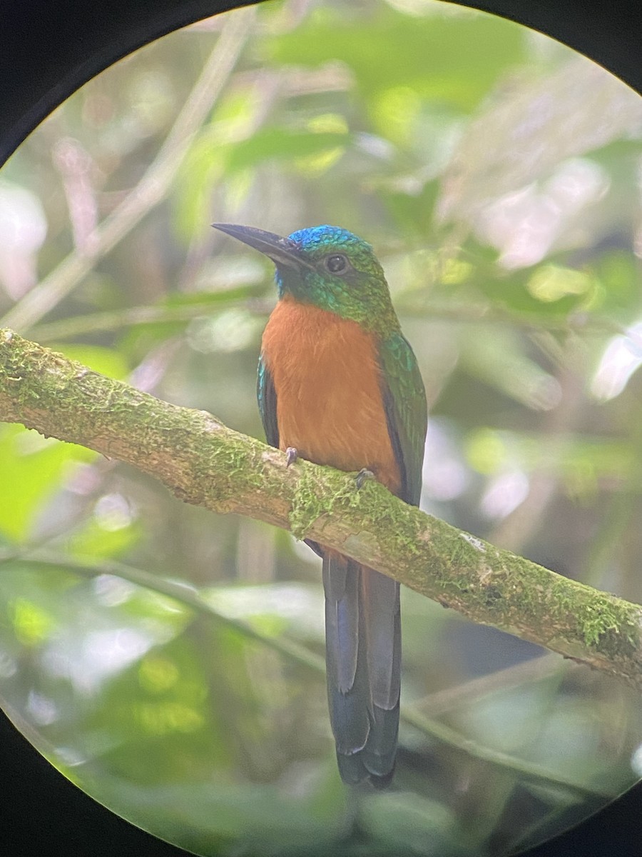 Great Jacamar - ML627925966