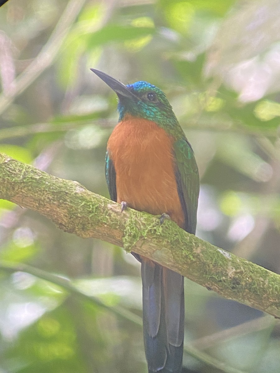 Great Jacamar - ML627925967