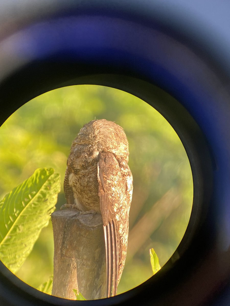Great Potoo - ML627926007