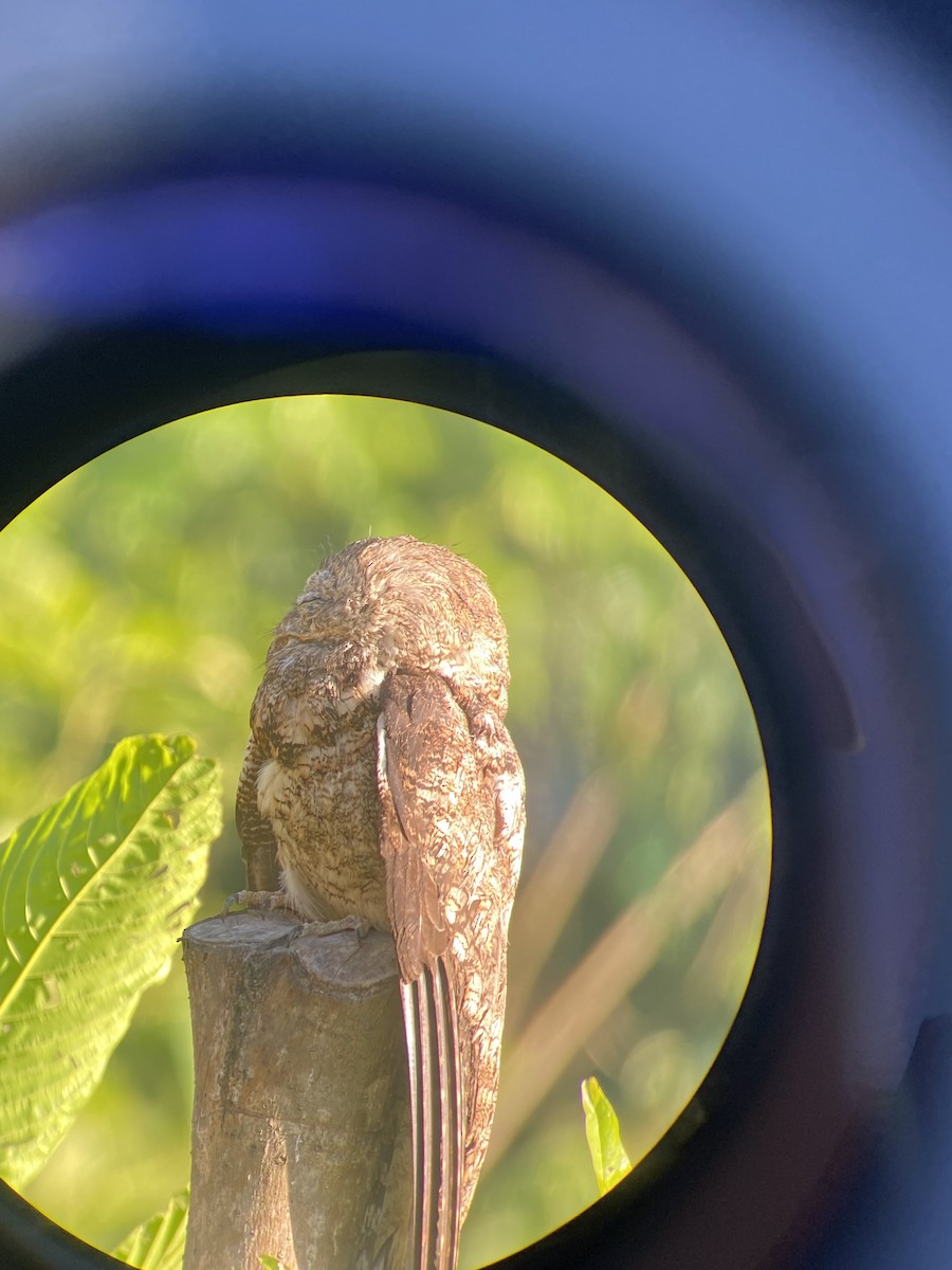 Great Potoo - ML627926008