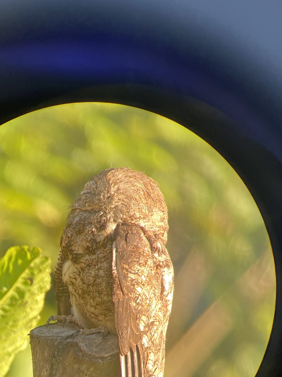 Great Potoo - ML627926009