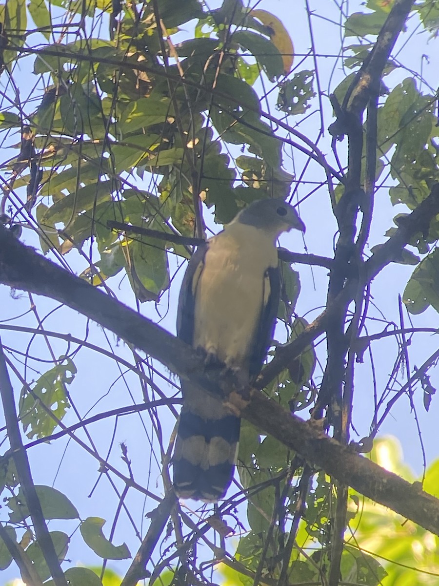 Gray-headed Kite - ML627926100