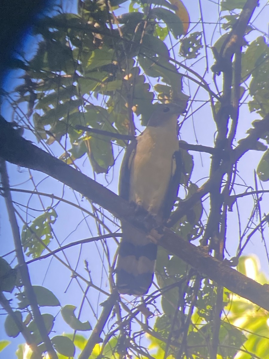 Gray-headed Kite - ML627926101