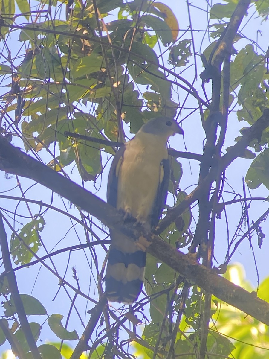 Gray-headed Kite - ML627926102