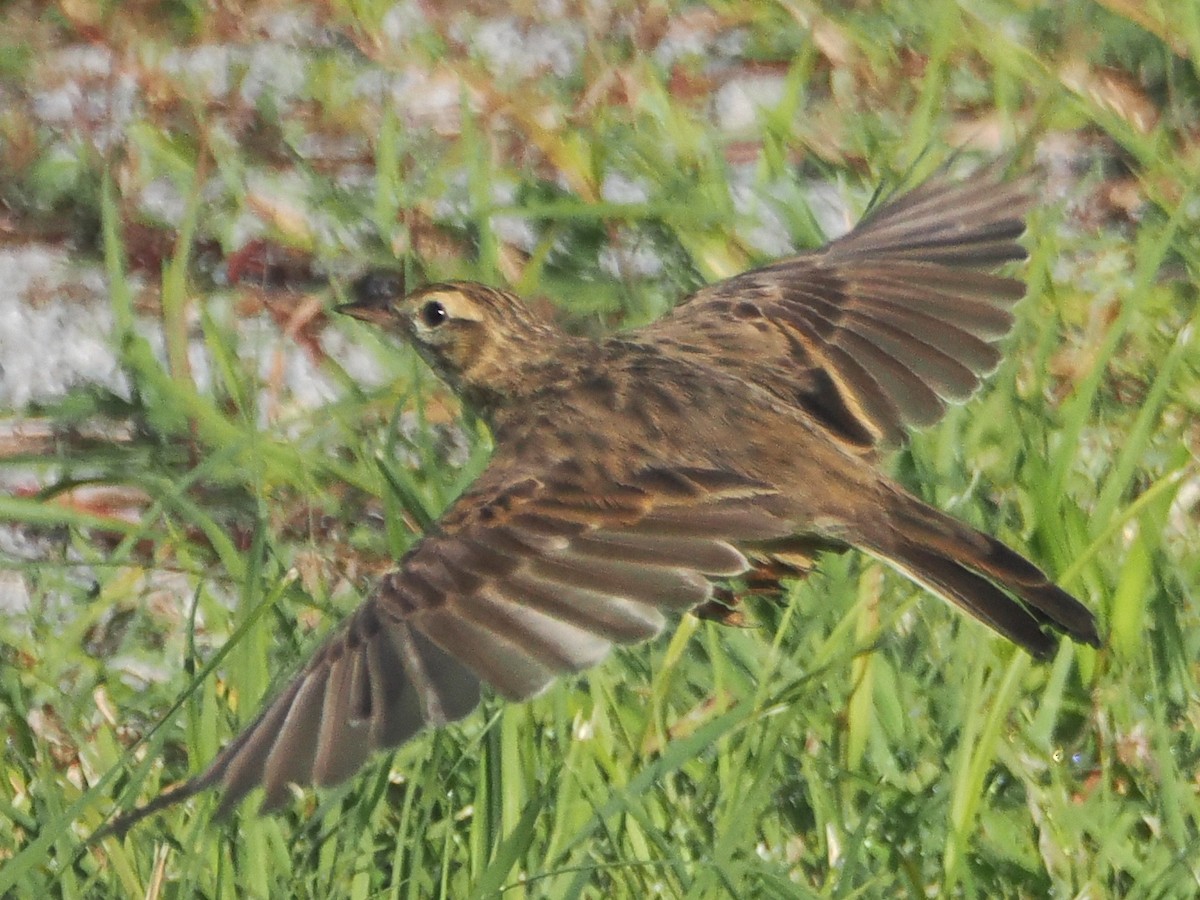 Australian Pipit - ML627926261