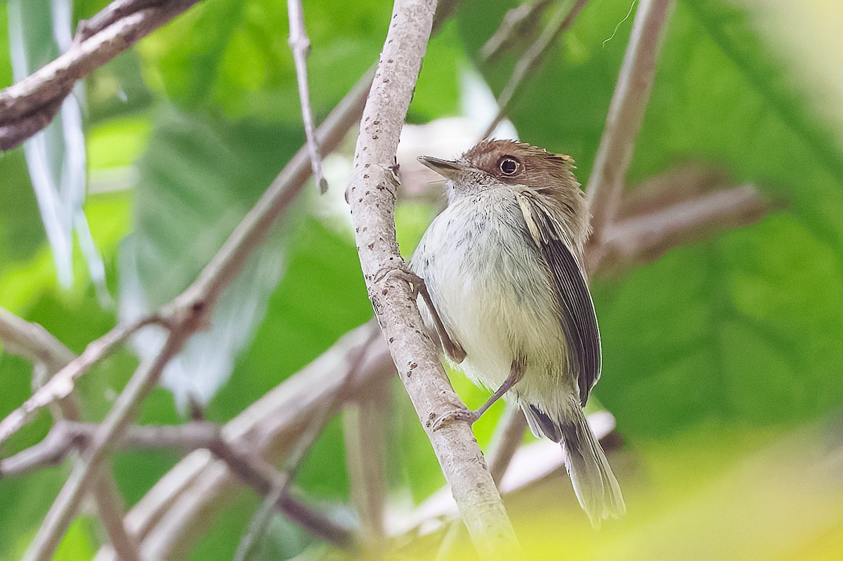 Fulvous-faced Scrub-Tyrant - ML627926363