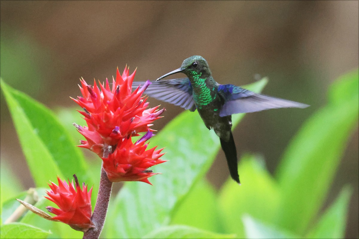 Long-tailed Woodnymph - ML627926415